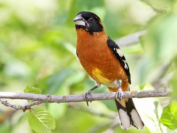 Oriole grosbeak male arrivals spring