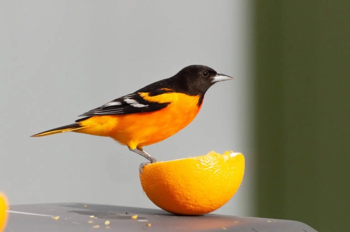 Black headed grosbeak vs oriole