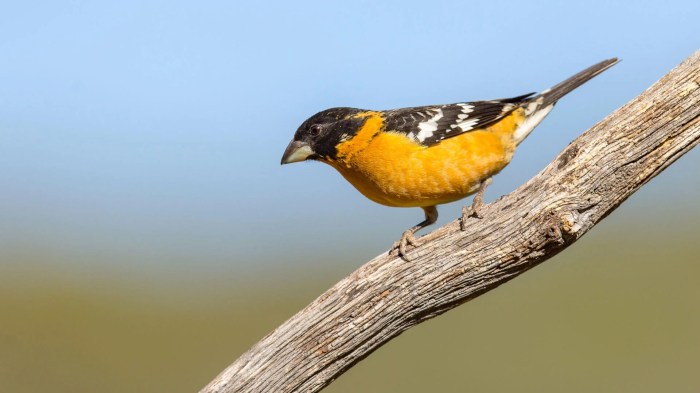 Black headed grosbeak vs oriole