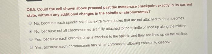 Could the cell shown above proceed past the metaphase checkpoint