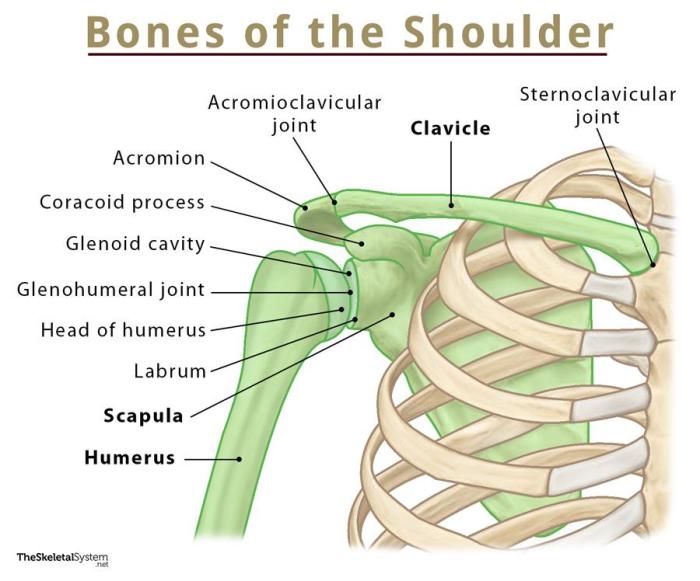 Label the bony structure of the shoulder and upper limb