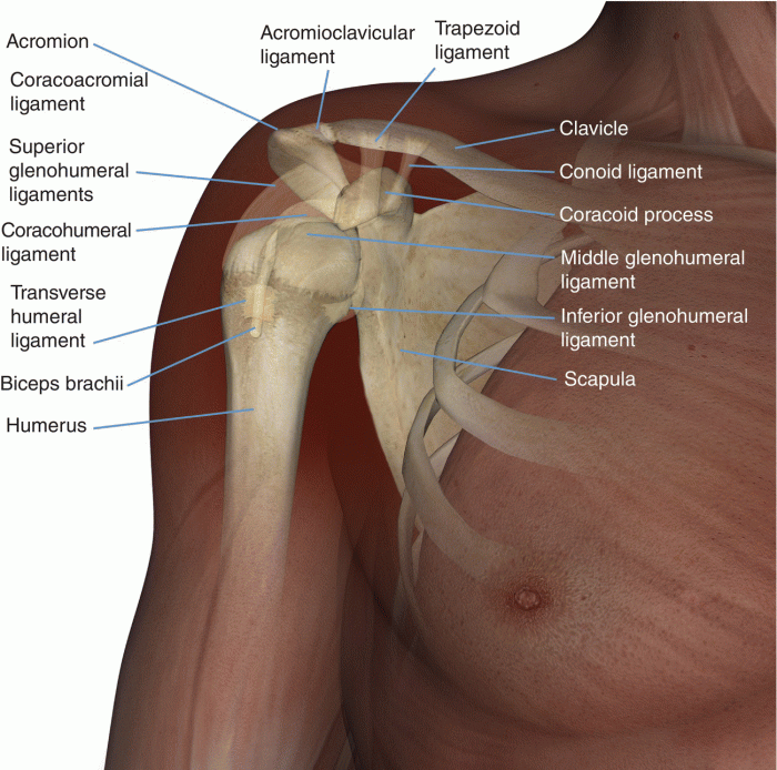 Label the bony structure of the shoulder and upper limb