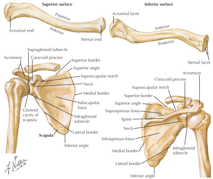 Anatomy shoulder bone ligament size