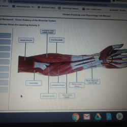 Muscular labeled anatomy blank worksheet anterior labelled superficial labeling skeletal arm physiology organs charisse