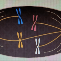 Could the cell shown above proceed past the metaphase checkpoint