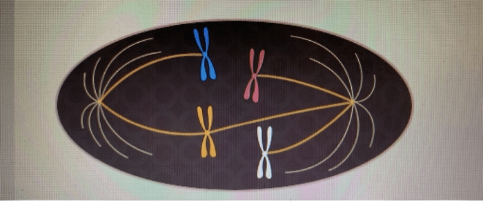 Could the cell shown above proceed past the metaphase checkpoint